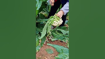 GI599821 mini rotary tillage and ridging all-in one tree 🌲 short view#subscribe