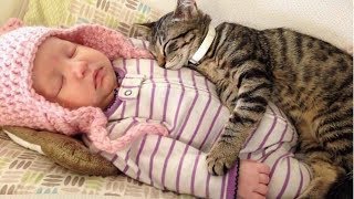 BEST VIDEOS Of Cats Love Babies Compilation || CUTE And FUNNY by MashupZone 435,186 views 5 years ago 10 minutes, 9 seconds