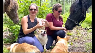 How Corgis & Ponies find Forest Fairies by Corgi Bliss 225 views 3 years ago 4 minutes, 21 seconds