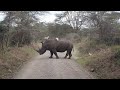 Lake nakuru national park sightings  egrets taking a ride from rhinos