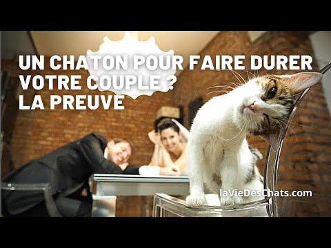 Vidéo: Pet Scoop: Un chaton réveille un couple sous l’incendie, la chienne de Nola Pham, une patiente atteinte d’Ebola, dans un «endroit sûr»