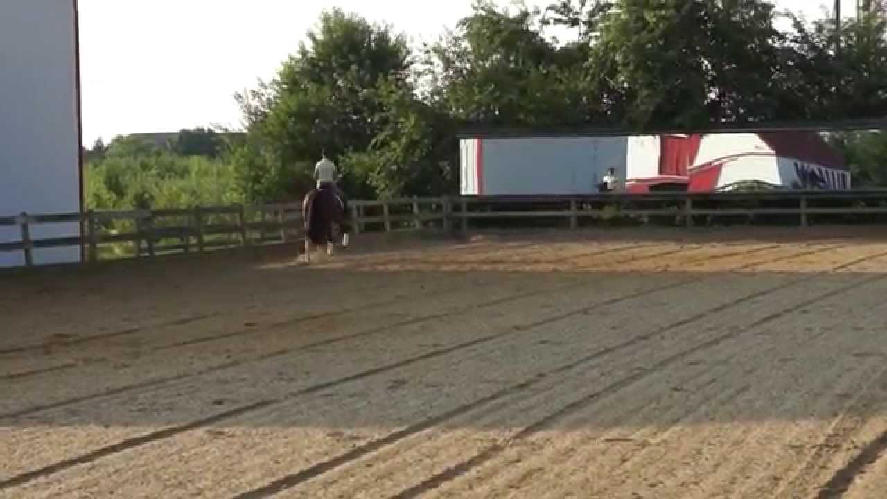 Knoteworthy 2006 Andalusian/KWPN 16.2h mare