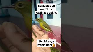 Burung jinak burung indonesia (bird)
