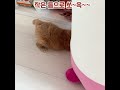 새끼강아지 말티푸, 잔망루피 너 딱 대라!  #dogshorts #강아지 #새끼강아지 #말티푸