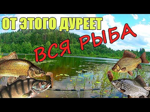 ЧТО ВЫБЕРЕТ РЫБА? ЖМЫХ или ГЕМАТОГЕН. Подводная съёмка. Реакция рыбы.