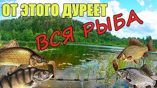 ЧТО ВЫБЕРЕТ РЫБА? ЖМЫХ или ГЕМАТОГЕН. Подводная съёмка. Реакция рыбы.