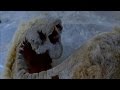 Mammoth Anatomy and Related Fields