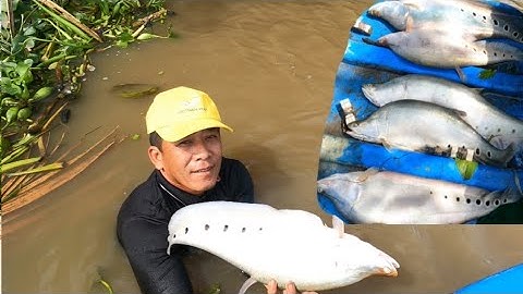Thả Câu Thác Lác Phá Kỷ Luật Đầu Mùa Đến Giờ /Định Nguyễn Hậu Giang