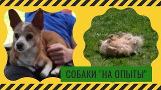 Собаки едут в Германию На опыты? Dogs go to Germany on "experiences". Собаки едут в Германию На опыты? Dogs go to Germany on "experiences".