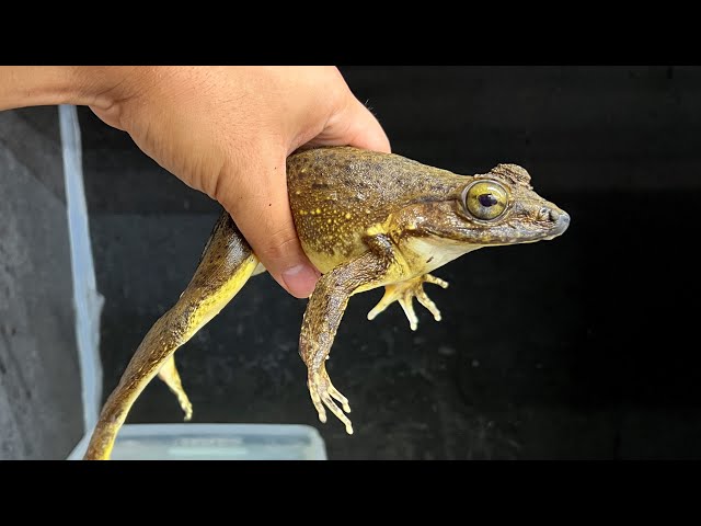 It's been a year since I started to keep Goliath frog - YouTube