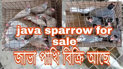 java sparrow for sale//জাভা পাখি বিক্রি আছে