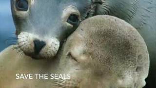 Save the Seals by Sad Boys Underground