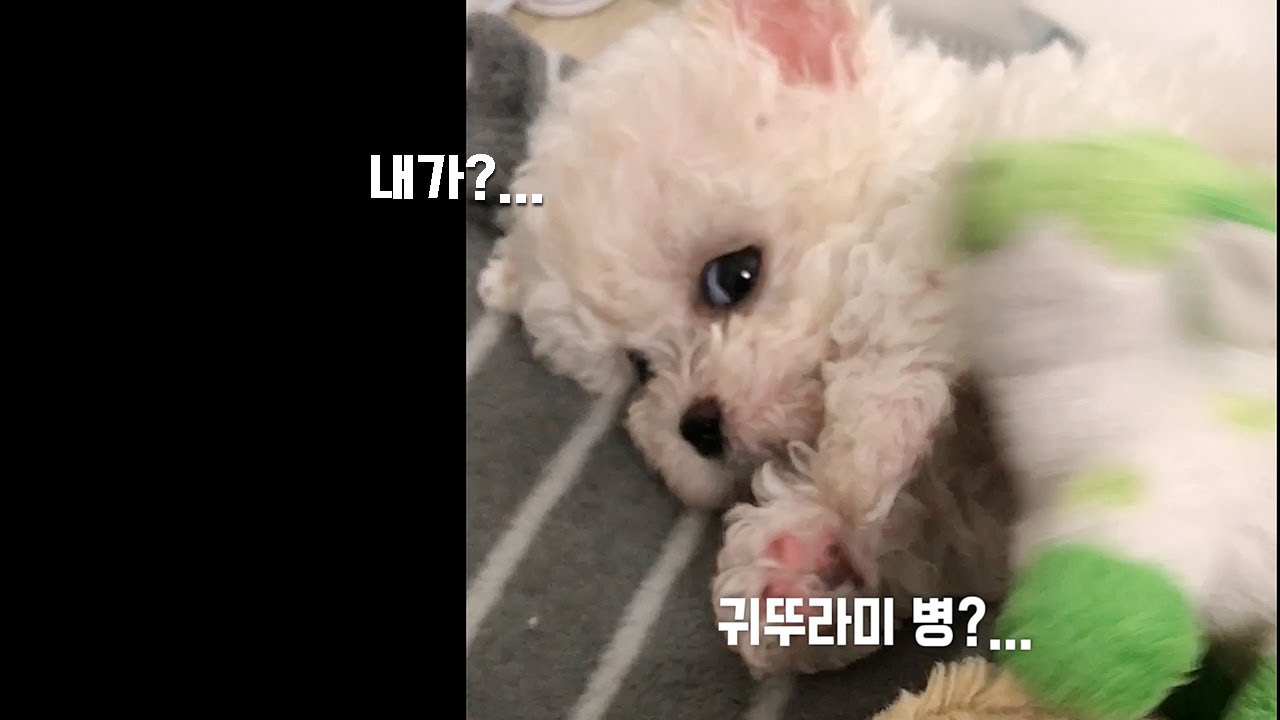 귀뚜라미가 강아지에게 일으키는 무서운 병... dog crickets disease YouTube