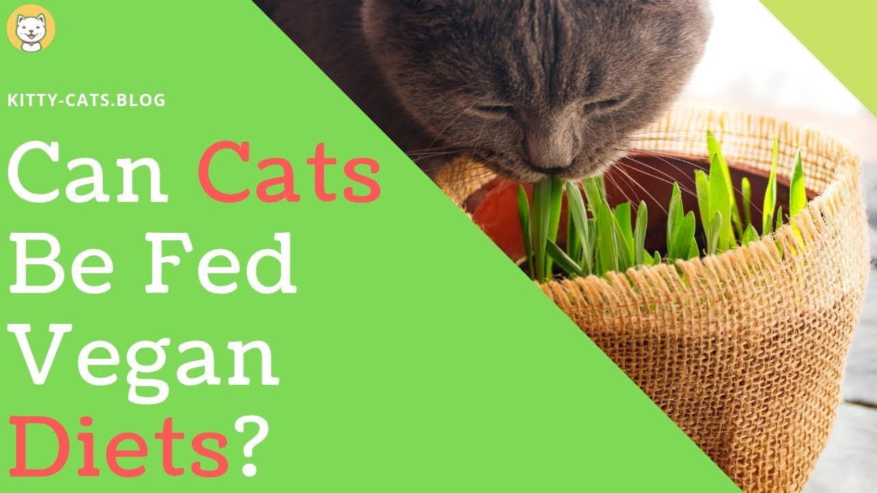 Vegan Cat Diet Cat Vegan Diet Weight Loss YouTube Vegan Cat Diet Cat Vegan Diet Weight Loss YouTube