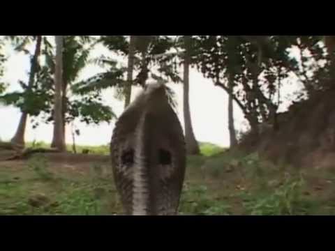 Vidéo: Serpent à Lunettes : Habitat, Taille Et Caractéristiques