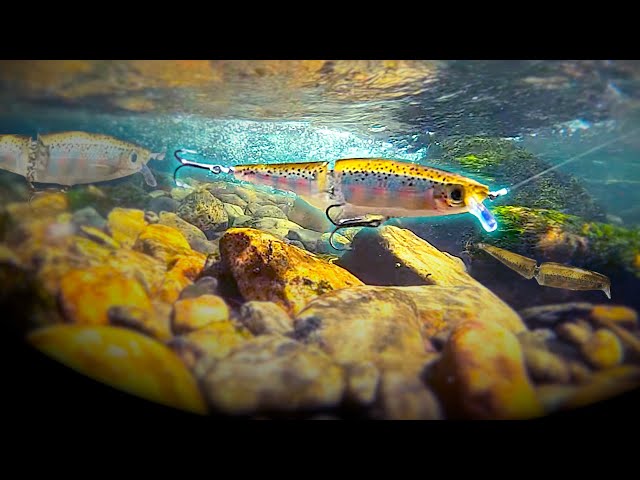 fish lure in water DUNKTEAM Deep Drop Underwater Fishing Light, Eye Lighted Bait, Deep Sea LED Fishing Lures Kit, Underwater Flasher Lures 5PCS : Sports & Outdoors Common Lures and Rigs |
