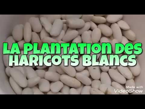 La Plantation des Haricots blancs