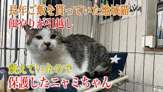 【長年ご飯を貰っていたお宅が引越し】飢えた地域猫ニャミちゃんを保護してその後