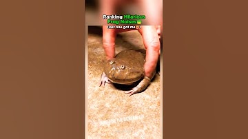 Top 5 Hilarious Frog Calls That Will Make You Jump With Joy