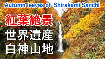 白神山地 Youtube