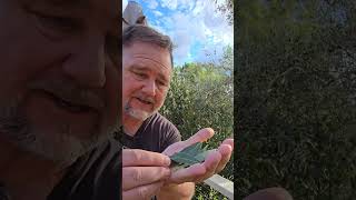 Plant this Herb ONCE and Have it for 50 YEARS! #herbs #gardening #garden