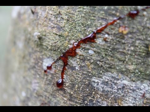 Dragon&#039;s Blood เลือดมังกร