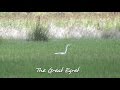 The Great Egret - Relaxing peaceful views of nice birds - 1080p