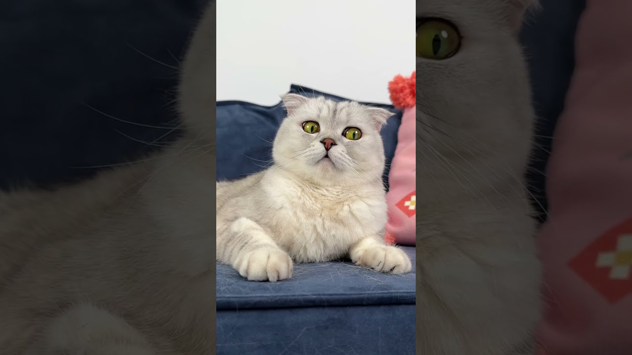 My Worst Purchase Cat Cats
