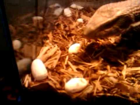 My Savannah layed eggs this morning