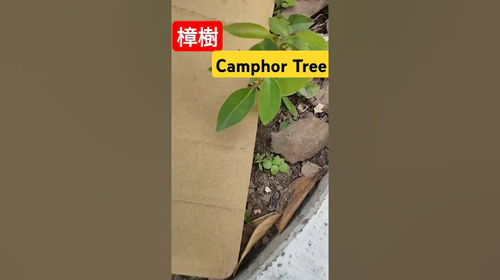 Camphor Tree, green all the year, 樟樹! - DayDayNews