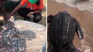 Giant Leatherback Turtle Gets Returned To Sea