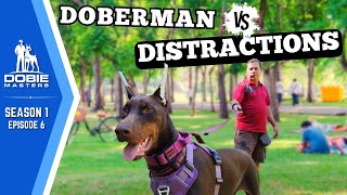 High-Distraction Public Training with a Doberman | Dobie Masters (S1E6)