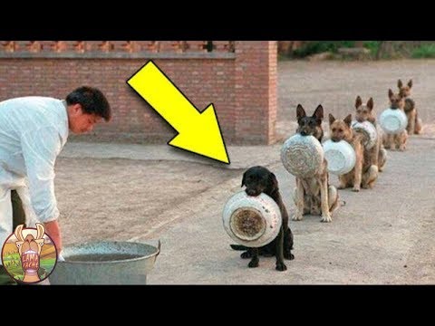 Vidéo: Thérapie Chien A Le Meilleur Ami Plus Insolite