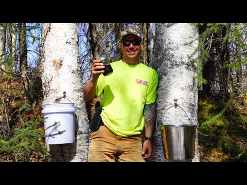 Harvesting Birch Sap & Making Syrup