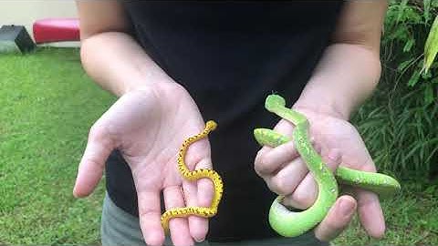 Green Tree Pythons - Yearling vs. Neonate Size