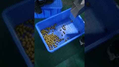 olive sorting video