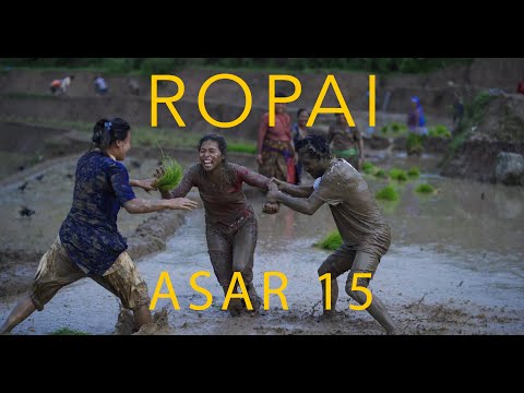 Ropai — Nepal's rice-planting season in full swing (Stock Photography Nepal)