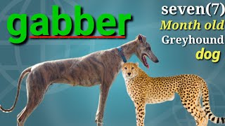 Greyhound dog | gabber by dog war tv 513 views 2 years ago 1 minute, 23 seconds