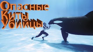 SeaWorld SHAMU Killer Whale Show!!!/Шоу Китов УБИЙЦ!!! SeaWorld SHAMU Killer Whale Show!!!/Шоу Китов УБИЙЦ!!!