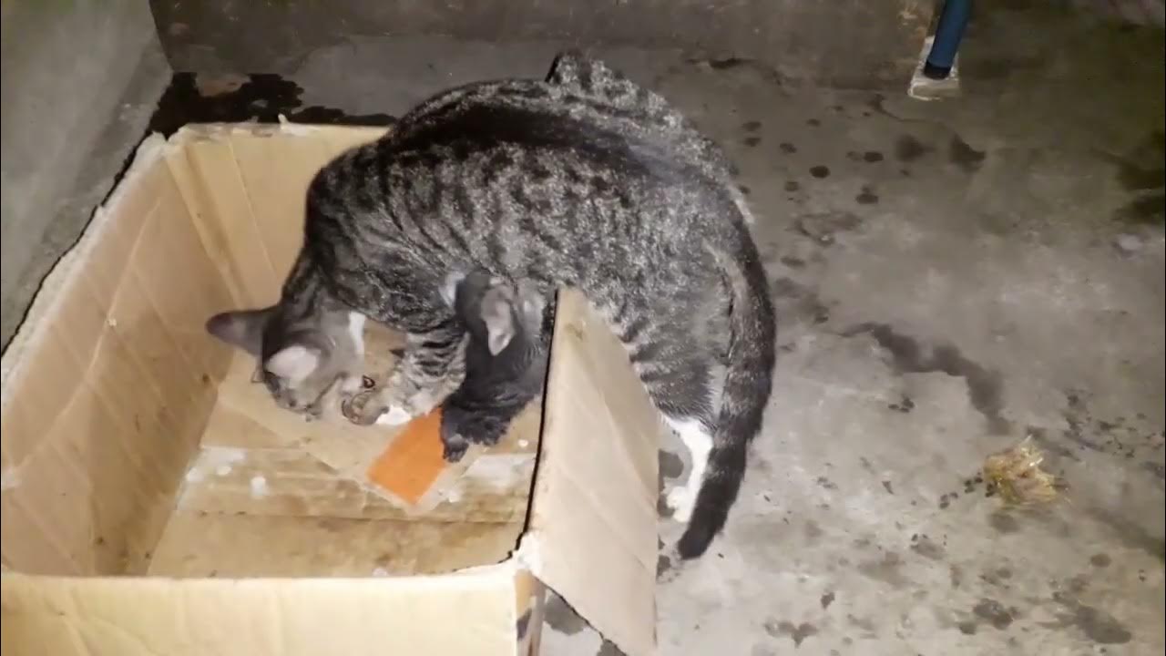 Mother cat has to stop her eating to breastfeed her crying kittens