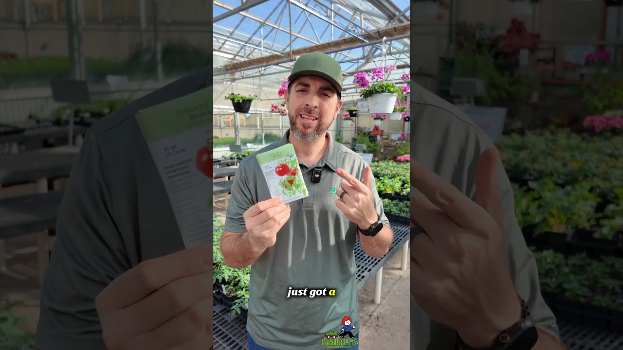 Что дешевле: выращивать из семян или из рассады?