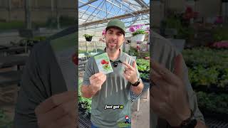 Is It Cheaper To Grow From Seeds Or Transplants?