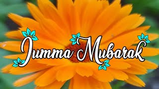 Khubsoorat Zindagi Khud Bakhud Nahi Hoti | Jumma Mubarak Quotes Status | Jumma Islamic Status 2022