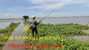 chia sẻ nhấp ếch mùa nước. nhấp ếch không cần lưỡi câu dễ dàng bắt ếch 