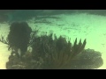 Snorkeling in bermuda underwater