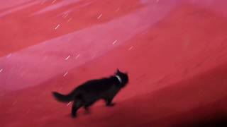 Кошки. Цирк. Чёрный кот в цирке. Cats. Circus. Circus black cat. Кошки. Цирк. Чёрный кот в цирке. Cats. Circus. Circus black cat.