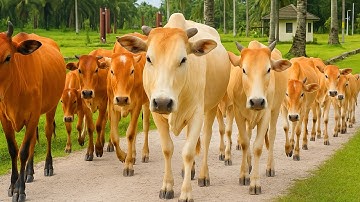 Aktivitas Sapi Lembu Kampung Berjalan menuju ladang, Suara Sapi Moo, Sapi Lucu Beramai di Jalan