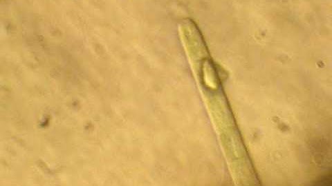 FlexCrust-TRSV_1000x_8960.AVI