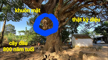 Cận cảnh cây dầu 800 năm tuổi huyền bí nhất Trà Vinh,trồng đọt xuống đất