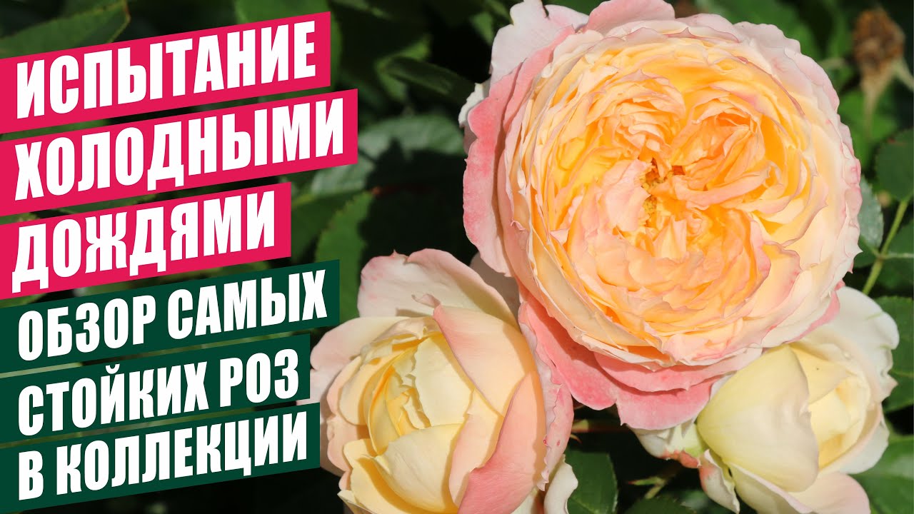 ОБЗОР САМЫХ СТОЙКИХ РОЗ В КОЛЛЕКЦИИ. ИСПЫТАНИЕ ХОЛОДНЫМИ ДОЖДЯМИ. - YouTube